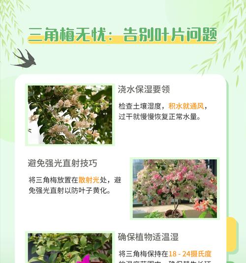 四季梅冬天叶发黄的原因和处理方法（了解四季梅的特性和提供适当护理，让其冬天叶绿常青）
