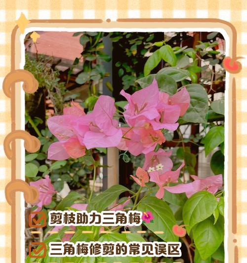 三角梅怎么摘心（掌握正确的摘心技巧，让三角梅茁壮成长）