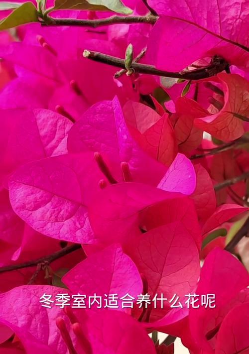 冬季室内花的养护指南（让您的室内花在寒冷的冬天中茁壮成长）