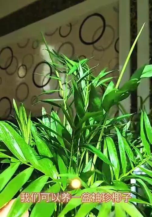 黄椰子养殖的方法与技巧（掌握黄椰子养殖的关键，丰收不再难！）
