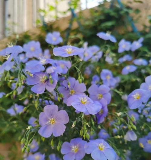 永不凋零的美丽——宿根花花卉大全（探秘宿根花的品种、特点和养护技巧）