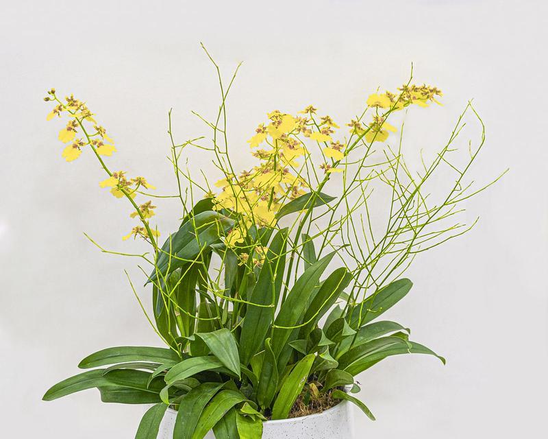 如何保持丁香花开花不黄叶（养护技巧让丁香花持续绽放）