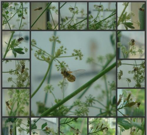 如何养植菜花（从种子到鲜花，打造花园中的菜花盛宴）