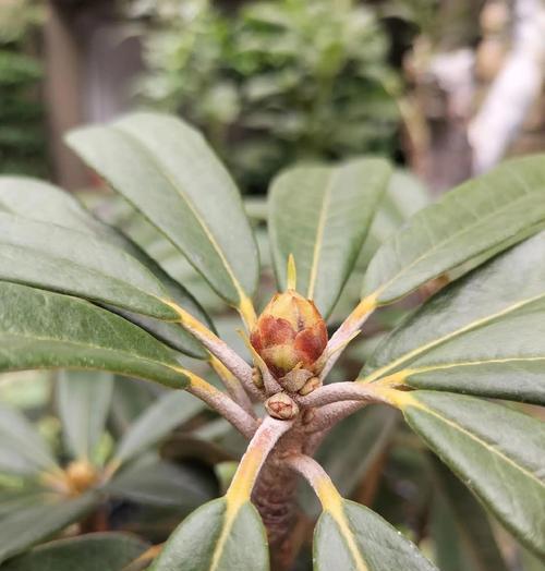 杜鹃花长叶不开花的解决方法（探讨杜鹃花长叶不开花原因及修复技巧）