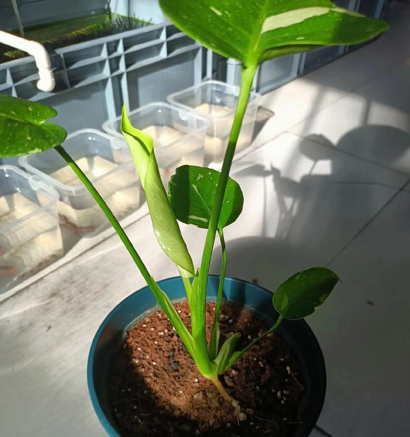 如何有效清洁龟背竹叶片（简便易行的方法让你的龟背竹保持清洁亮丽）