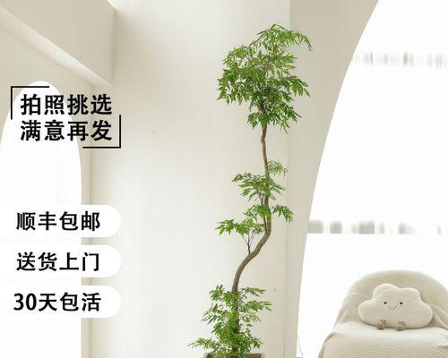 福禄桐盆景的土配搭与养护指南（以土为基，打造繁盛福气盆景）