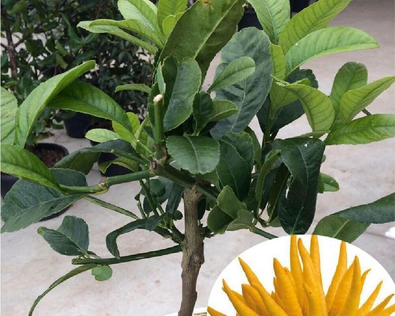 金佛手的花期与开花次数（了解金佛手的生长规律，让花开满枝枝）
