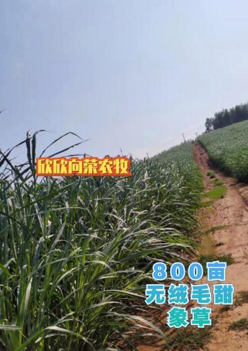皇竹草的种植和生长周期详解（从种植时间到成熟收割，让你了解一本皇竹草的全过程）
