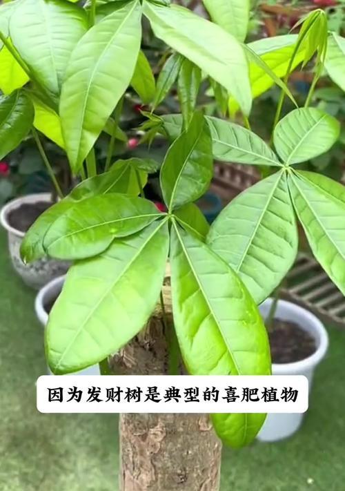 发财树叶子为何会花开？（探秘发财树叶子花开的奥秘）
