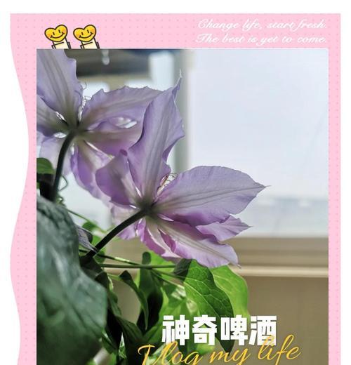 铁线莲啤酒开花时间及特点（探讨铁线莲啤酒一年开几次花的原因与影响）