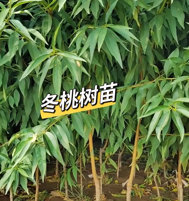 用桃子核种植桃子（利用废弃桃子核，轻松种植自家桃子）