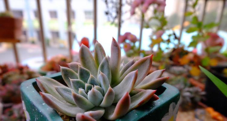 西施花的魅力与特点（一朵迷人的花朵，西施花为何备受瞩目？）