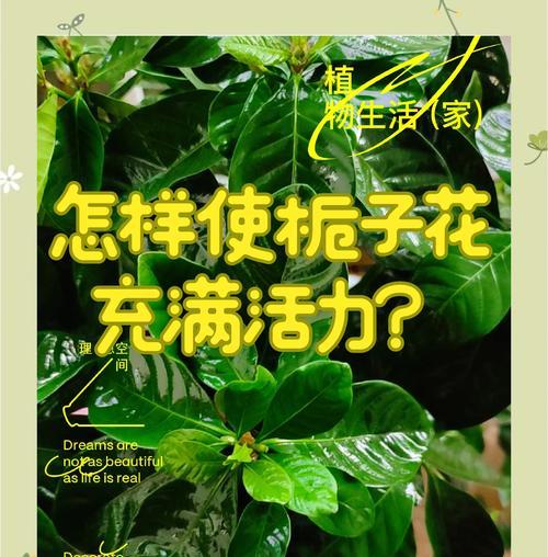用矿泉水瓶种栀子花，环保又美丽（废物再利用，绿色生活的创意方式）