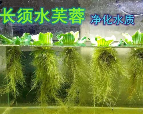 以水浮莲的养护技巧（水浮莲的养护与繁殖要点）
