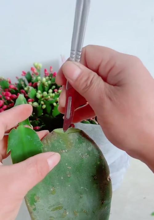 探秘黄金钮仙人掌的纤插技巧（通过的选择和技巧，掌握纤插黄金钮仙人掌的窍门）