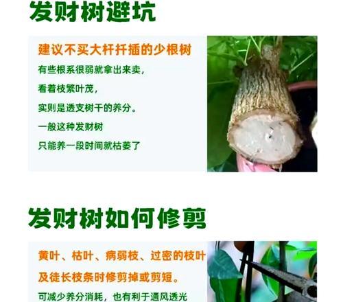 发财树树皮腐烂出水的应对方法（解决发财树树皮腐烂出水问题的实用技巧）