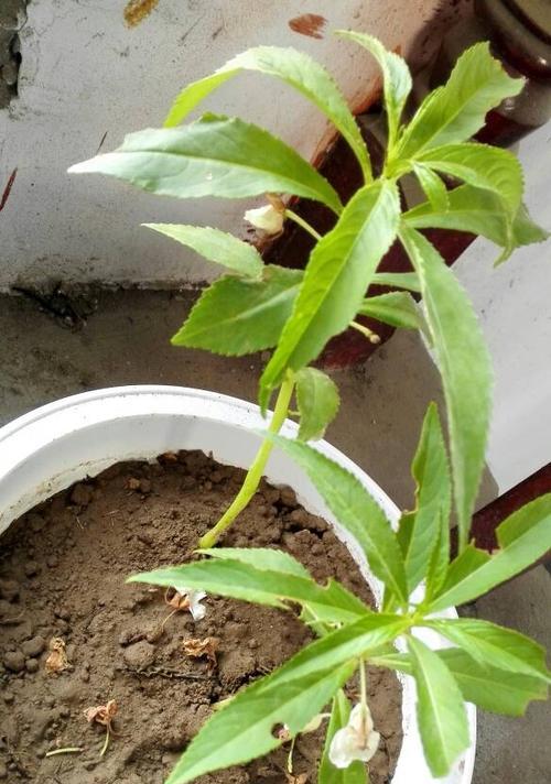 凤仙花白粉病的防治措施（保护凤仙花健康成长，你需要知道的关于白粉病的知识）