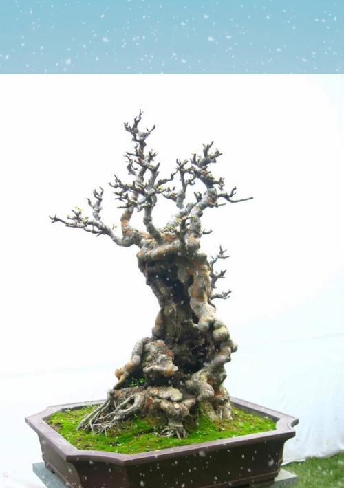 盆栽怎样长侧枝？（如何培养盆栽的侧枝，让植物更加丰盈）