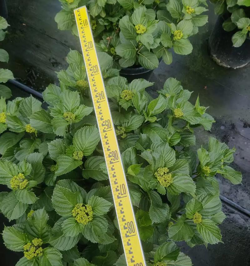 花手鞠一年开几次花？（揭秘花手鞠的开花周期及养护技巧）