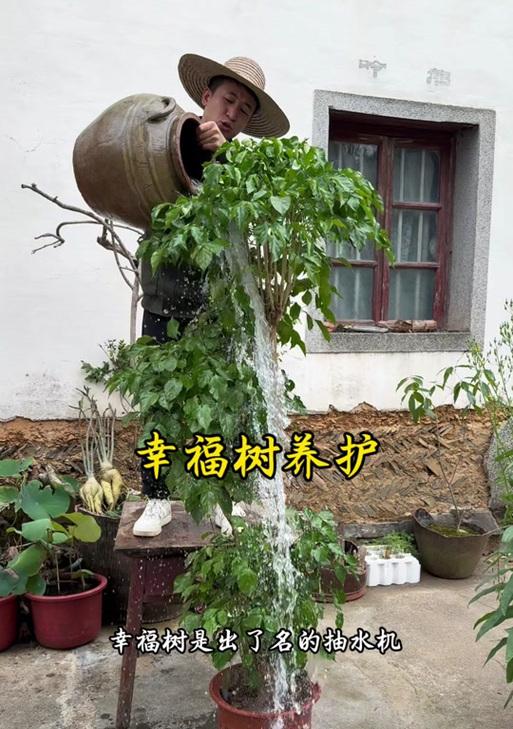 幸福树冬天冻了，如何抢救？（关爱幸福树的“保暖之道”）