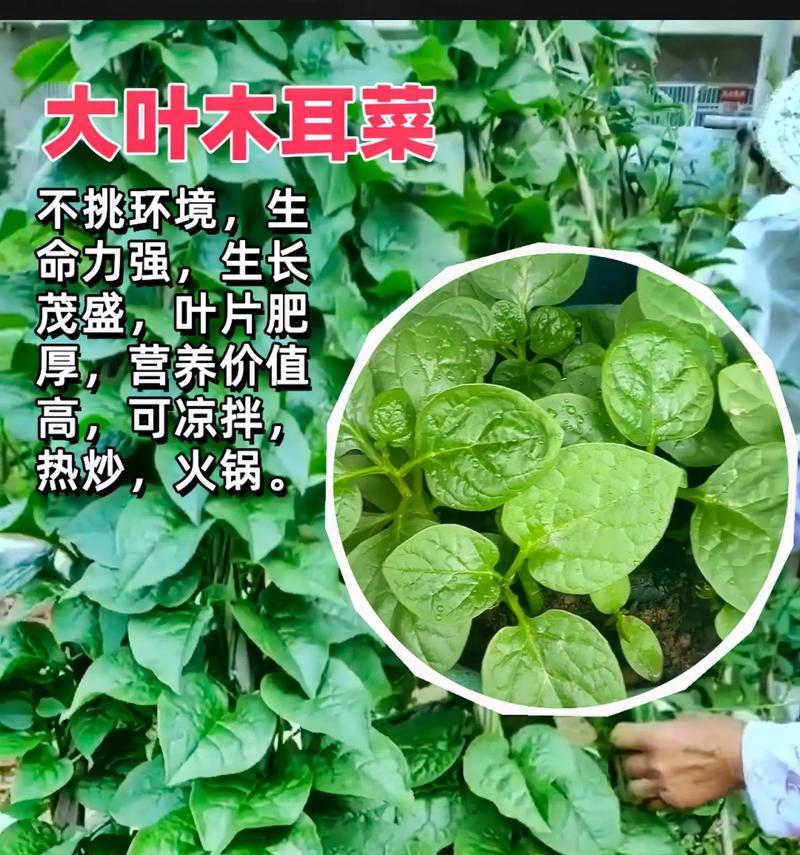 木耳菜种子的营养与食用方式（探究木耳菜种子的营养价值与制作食品的方法）
