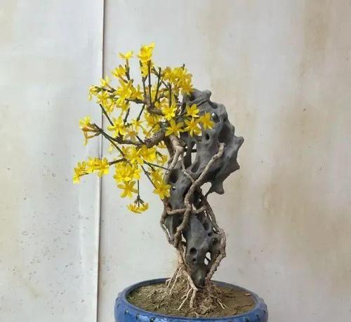 迎春花盆景叶子干枯怎么办？（挽救干枯的迎春花盆景，让它重新绽放生机）