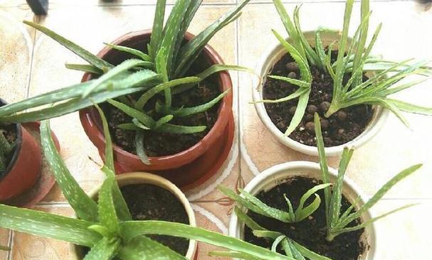 如何养育健壮的芦荟植株（细说养芦荟的技巧和要点）