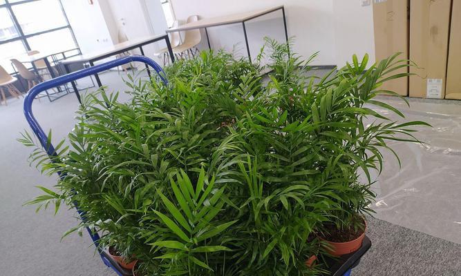 云竹养殖技巧大全（打造绿色生态园林的首选植物）