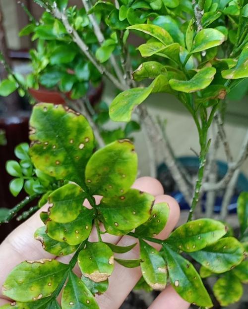 猫眼竹芋叶斑病防治技术探究（了解病因分析病状制定防治措施）