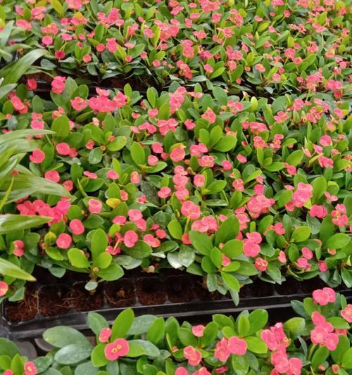 虎刺梅——可爱的多肉植物（一起了解虎刺梅的特点和养护技巧）