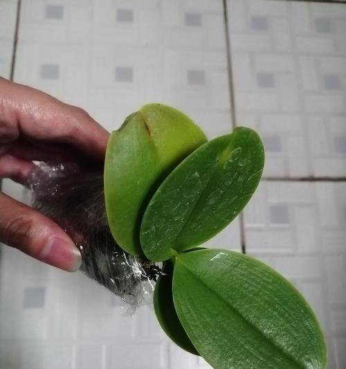蝴蝶兰花苗的养殖技巧（打造迷人花海，尽在您的家）