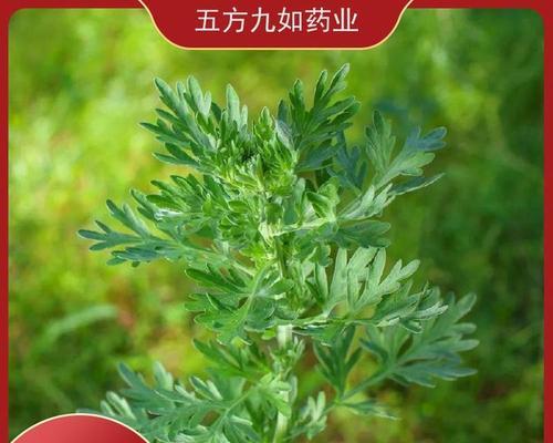 青蒿与苦蒿，是同一种植物吗？（揭秘青蒿与苦蒿的区别）