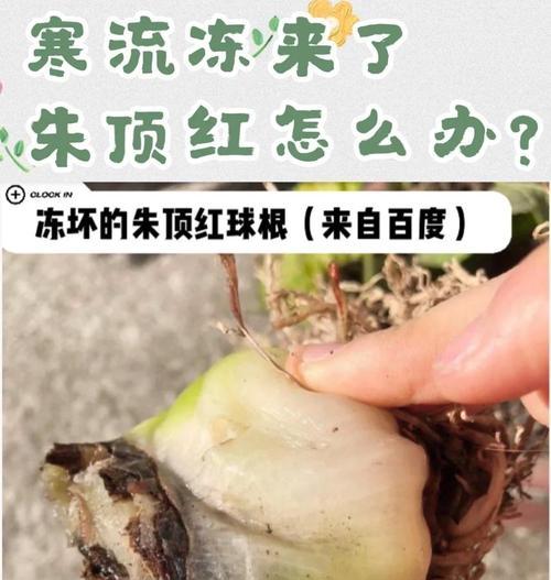 如何处理朱顶红冻了的情况？（有效应对朱顶红冻了的解决方法与注意事项）