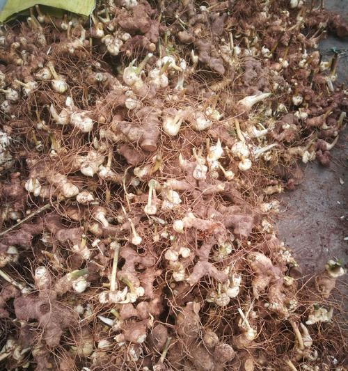 黄精的室内种植技巧（探究黄精的生长环境与管理方法）
