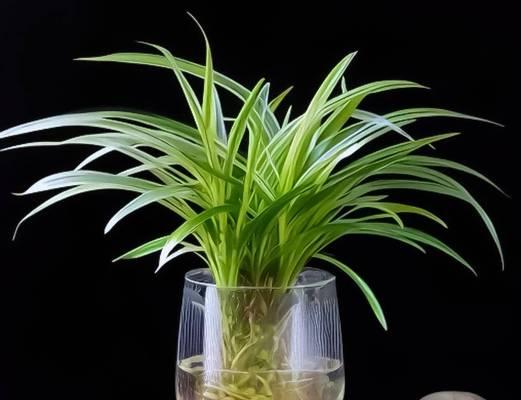 吊兰匍匐茎繁殖技巧（掌握吊兰匍匐茎繁殖的方法，让你轻松扩大植物家族）