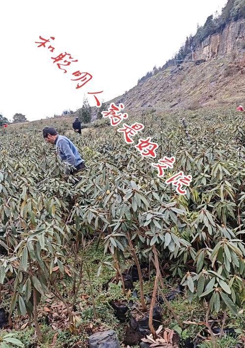 以木本杜鹃花怎么种（打造绚丽花园的绝佳选择）