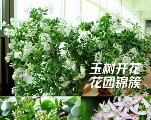 如何培养厚脸皮，让其开出绚丽花朵（学会厚脸皮，拥有自信从容的人生）