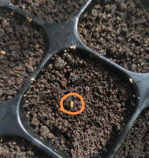 四季梅种子发芽的全过程（从种植到开花，让你轻松掌握四季梅）