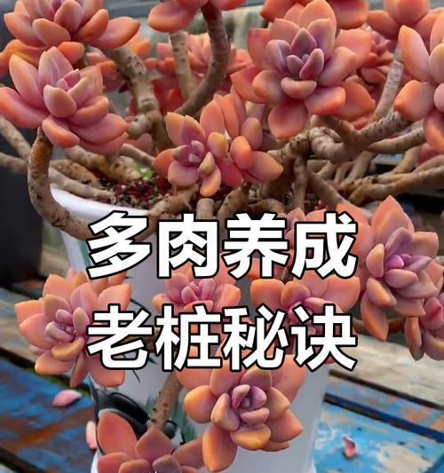 以肉肉老桩种植为主题的全面指南（打造肉肉老桩的步骤、技巧与养护方法）
