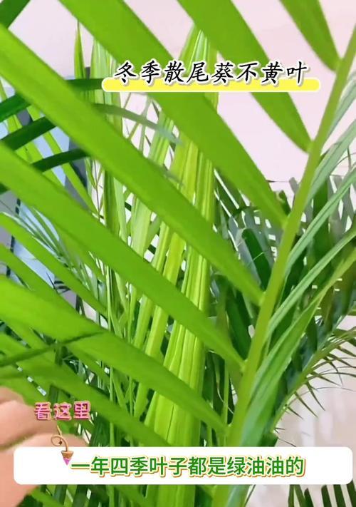 如何处理散尾葵变黄问题（养护技巧，让散尾葵重现绿意）