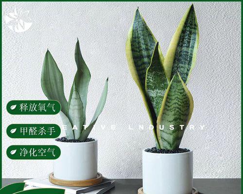 室内除甲醛植物大全（15种有效除甲醛的植物及其养护方法）