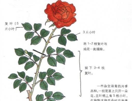 冬季月季花修剪枝条的技巧（让您的冬天月季花焕发生机的枝条修剪方法）