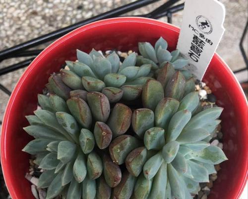 蓝宝石花的养殖技巧（打造迷人花园的关键，从蓝宝石花开始）