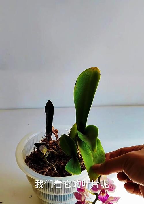 夏天蝴蝶兰叶子发黄的原因及处理方法（解析夏季蝴蝶兰叶子发黄的原因，提供科学有效的处理方法）