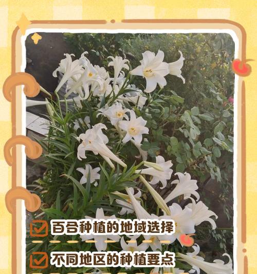 如何正确种植百合