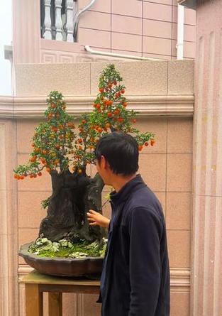 开门红植物盆栽（用植物盆栽迎接新年，带来好运和幸福）