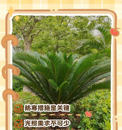 铁树浇水的正确方法（让您的铁树健康成长）