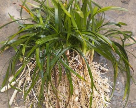 门冬养植指南（打造美丽庭院，从门冬开始）