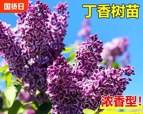 春天如何科学浇水丁香花（揭秘浇水的关键和技巧，让丁香花绽放绚烂的春光）