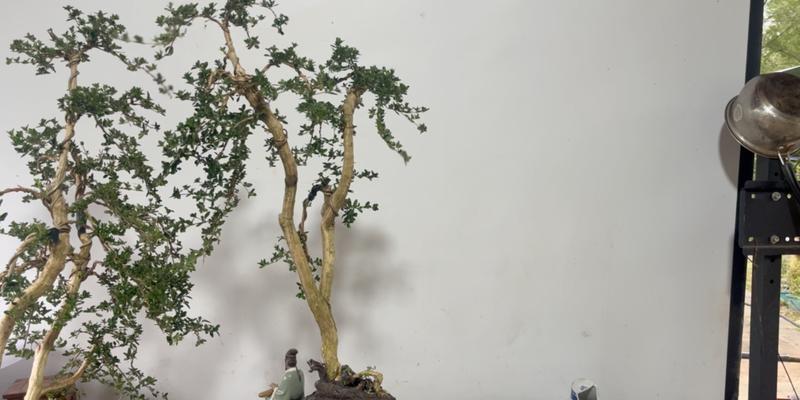 养护六月雪盆景的技巧（打造迷人的六月雪盆景，关键在于合理养护）